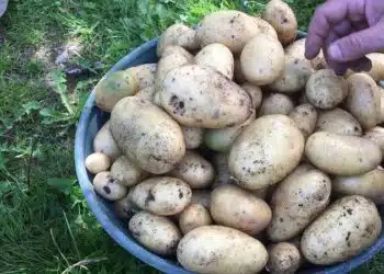 Quand récolter les pommes de terre le guide pour une récolte réussie