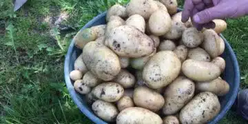 Quand récolter les pommes de terre le guide pour une récolte réussie